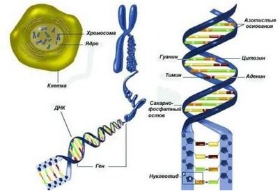 генома человека